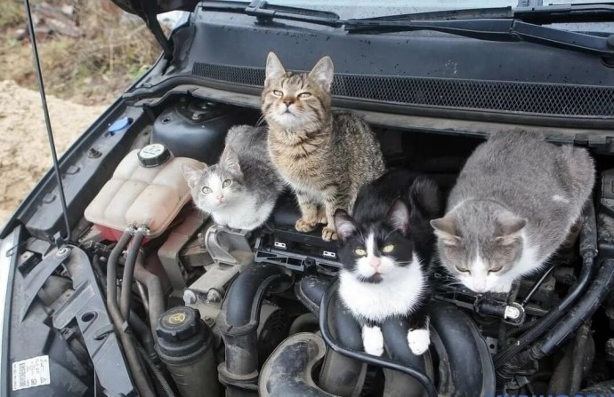 В Башкирии спасатели научили, как выманивать кошек из-под капота