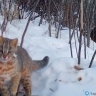 Ухаживания лесного кота попали на видео в Приамурье