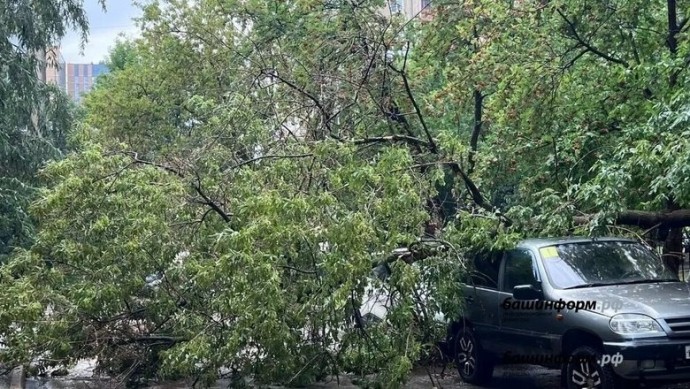В парке Уфы на пожилых женщин рухнула ветка дерева
