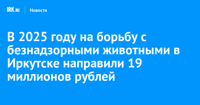 В 2025 году на борьбу с безнадзорными собаками в Иркутске направили 19 миллионов рублей В 2025 году на борьбу с безнадзорными собаками в Иркутске направили 19 миллионов рублей