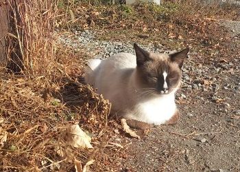 Амбиции не дадут Львам сидеть спокойно, Близнецам остался всего один шаг до цели Амбиции не дадут Львам сидеть спокойно, Близнецам остался всего один шаг до цели