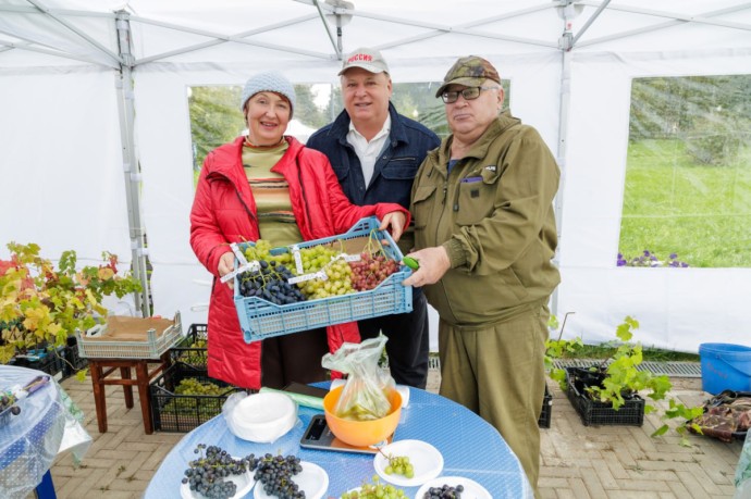 Олег Валенчук: Вятский виноград – это настоящее чудо! Олег Валенчук: Вятский виноград – это настоящее чудо!