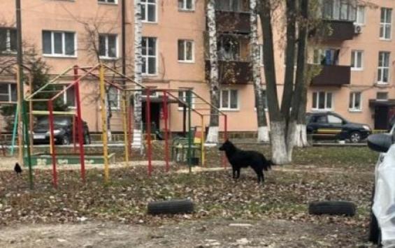 В Железнодорожном округе Курска бродячие собаки снова нападают на людей