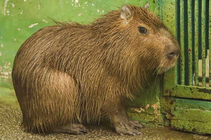 Московский зоопарк захотел показать помощнику Путина живых капибар