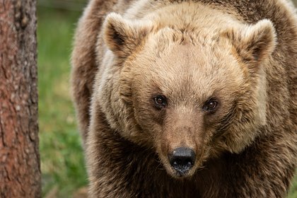 Медведица растерзала мужчину Медведица растерзала мужчину