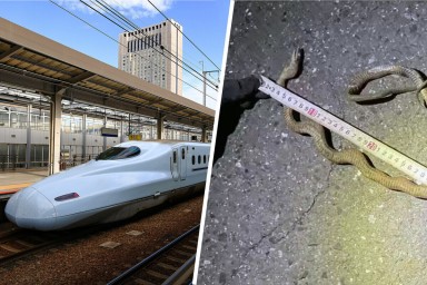 Змея на 1,5 часа парализовала движение скоростного поезда