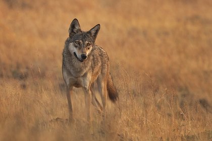 Волки-людоеды напали на пятилетнего мальчика и съели его руки