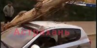 Во дворе многоэтажки Астрахани дерево чуть не рухнуло на головы прохожих