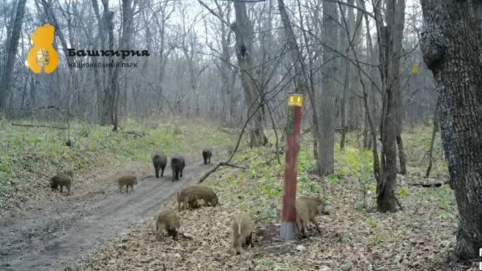 В Башкирии в объектив фотоловушки попало стадо кабанов