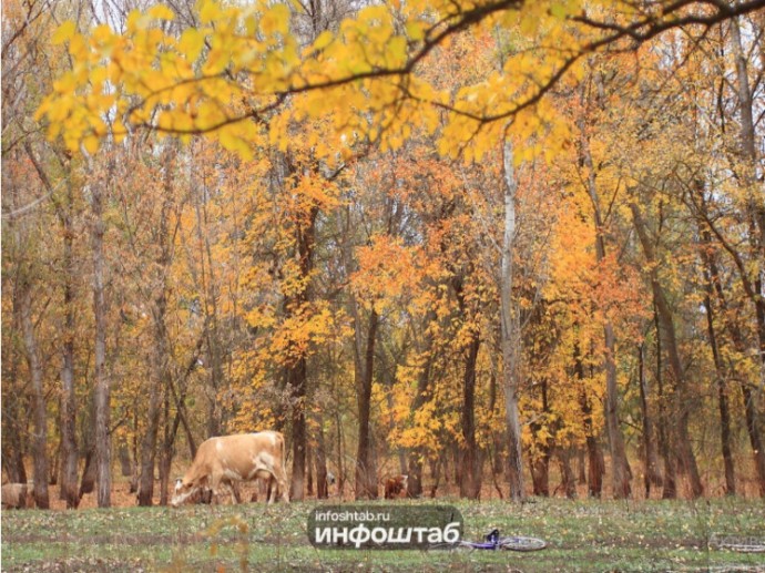 177 нарушений: в Астраханской области 1 ноября отменяют лесные запреты 177 нарушений: в Астраханской области 1 ноября отменяют лесные запреты