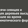 9,5 тысячи сеянцев и саженцев деревьев высадят на Байкале во время лесоклиматического форума