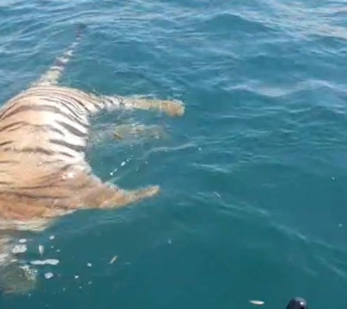 Приморские рыбаки обнаружили тушу тигра в море Приморские рыбаки обнаружили тушу тигра в море