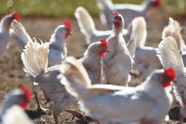 Сенаторы помогут реализовать проект по переработке отходов птицефабрик