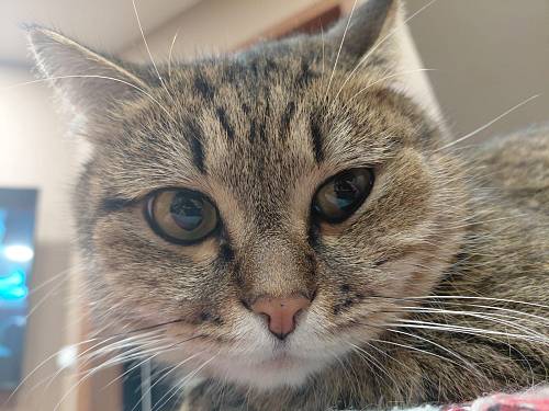 Львы зря дадут деньги в долг, Весы сболтнут лишнего