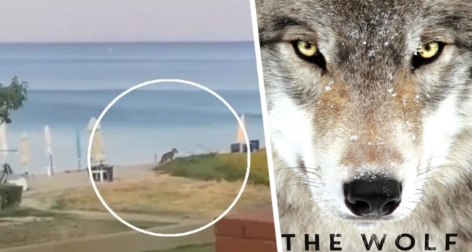 Волк загрыз туристку прямо на пляже: ужас и паника охватила популярный курорт Греции Волк загрыз туристку прямо на пляже: ужас и паника охватила популярный курорт Греции