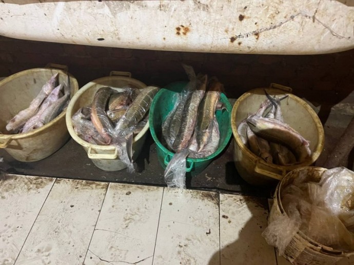 Нечего добру пропадать: астраханец «нашел» на берегу 50 кг осетра Нечего добру пропадать: астраханец «нашел» на берегу 50 кг осетра