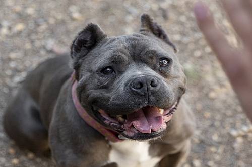 Амурчанин оштрафован за выгул бойцовской собаки без намордника и поводка