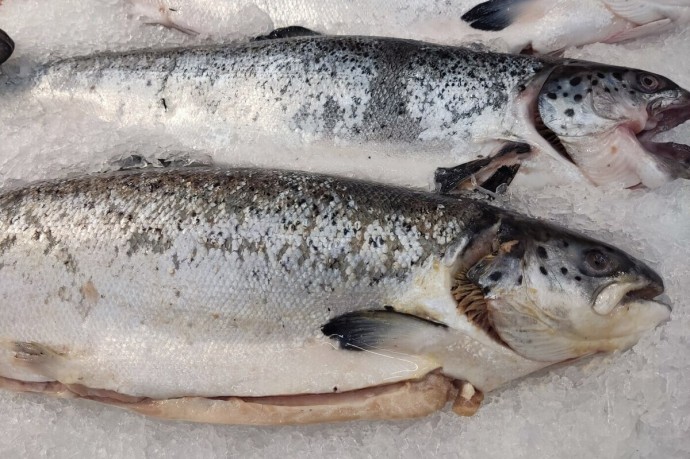 В Калининградскую область завезли свыше 800 тонн рыбы