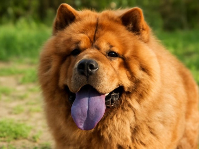 Воспитание влияет на характер пса сильнее породы — эксперты