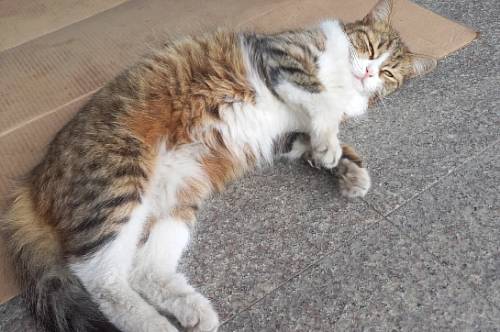 Львы заработают репутацию зануды, Раки впадут в страшный грех