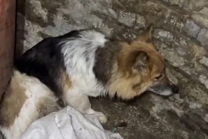 Охранявшую тела своих убитых хозяев собаку сняли на видео в Курской области