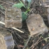 В лесах Новгородской области разложили капсулы от бешенства