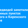 Трех медведей заметили в населенных пунктах Братского и Киренского районов