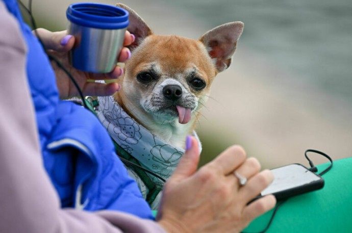 Потерявшихся собак и кошек найдут по чипу