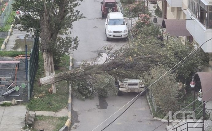 В Южно-Сахалинске огромное дерево рухнуло прямо на внедорожник