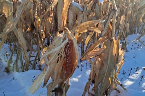 Японские журавли облюбовали кукурузное поле в Приамурье Японские журавли облюбовали кукурузное поле в Приамурье