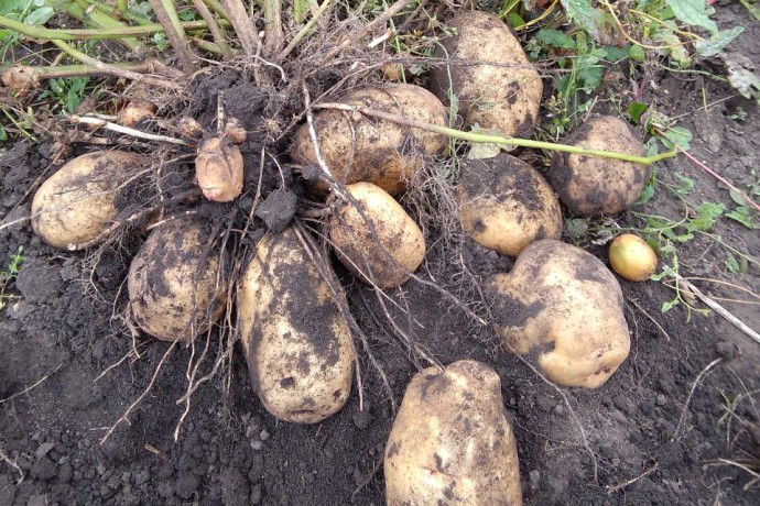 В Минсельхозе предложили изменить формулу формирования цен на картофель В Минсельхозе предложили изменить формулу формирования цен на картофель