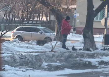 Благовещенцам рассказали, почему нельзя кормить птиц в городе