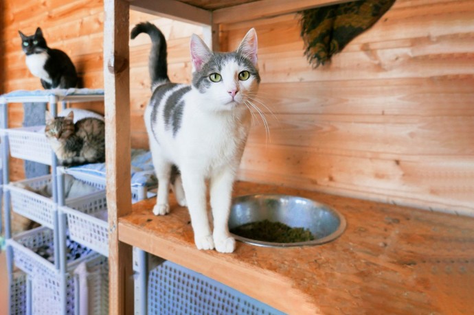 Найти четвероногого друга из городского приюта можно в сервисе «Моспитомец»