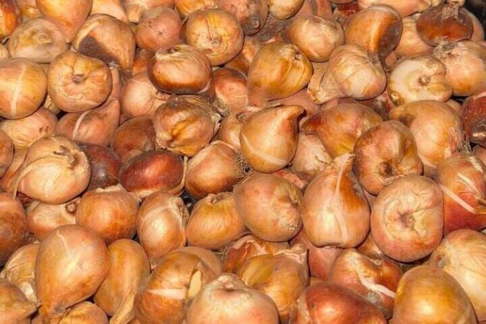 22 тысячи луковиц «Карри» оказались заражены карантинным трипсом в Псковской области 22 тысячи луковиц «Карри» оказались заражены карантинным трипсом в Псковской области