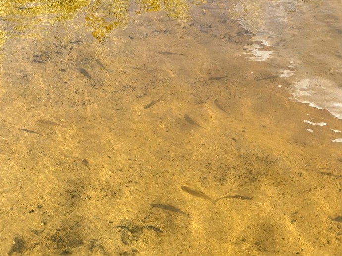 Полезную для здоровья рыбу привезли в Костромскую область не для людей Полезную для здоровья рыбу привезли в Костромскую область не для людей