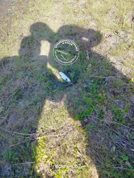 Кто может безнаказанно есть запрещенную рыбу на Волге, показали рыбаки