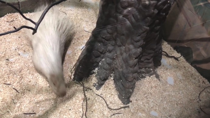 В Ярославском зоопарке начались осенние переезды