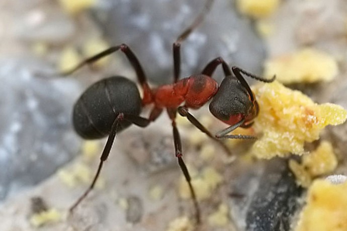 Германия — Йогурт на муравьях? Вкусно, но опасно