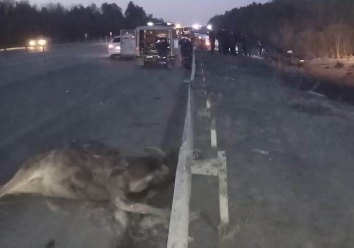 На трассе в Пензенской области в ДТП с лосем погиб водитель
