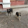 В Курске возбудили уголовное дело после нападения бездомных собак на ребенка
