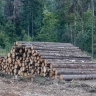 Минпромторг просит СФ поддержать увеличение арендной платы за лес