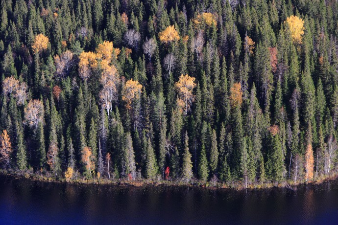 В Счётной палате предложили изымать неиспользуемые лесные участки