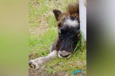 В зоопарке «Орто-Дойду» выбрали имя для детёныша овцебыка
