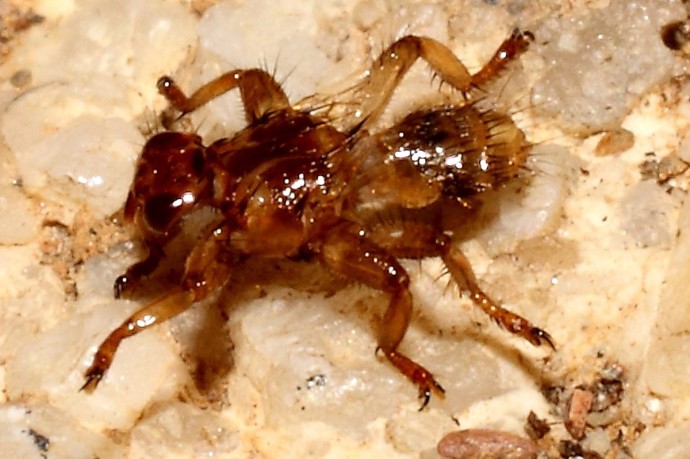 В Подмосковье активизировались оленьи кровососки, они могут нападать на людей