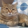 Весы будут ныть и жаловаться на жизнь, Рыбам лучше не высовываться