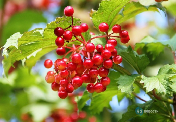 Погода для жителей Великого Новгорода, Боровичей и Старой Руссы с 1 по 7 сентября