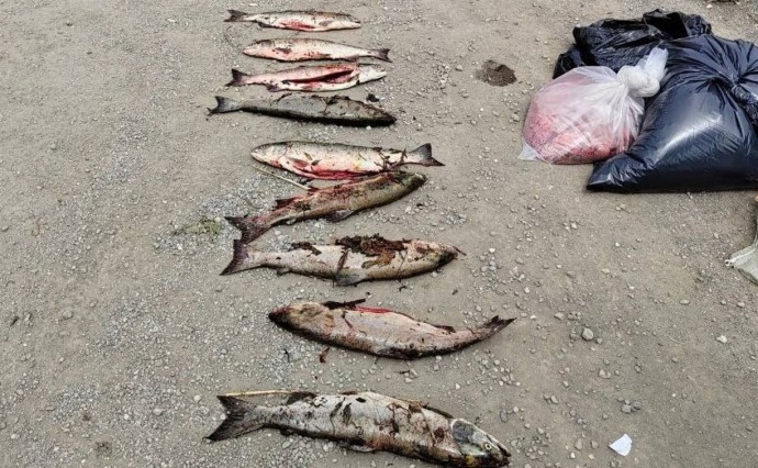 Изъяли 38 сетей, 43 кг рыбы и почти 7 кг икры - итоги работы рыбоохраны на Сахалине за неделю Изъяли 38 сетей, 43 кг рыбы и почти 7 кг икры - итоги работы рыбоохраны на Сахалине за неделю