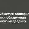 В закрывшемся зоопарке Листвянки обнаружили брошенную медведицу