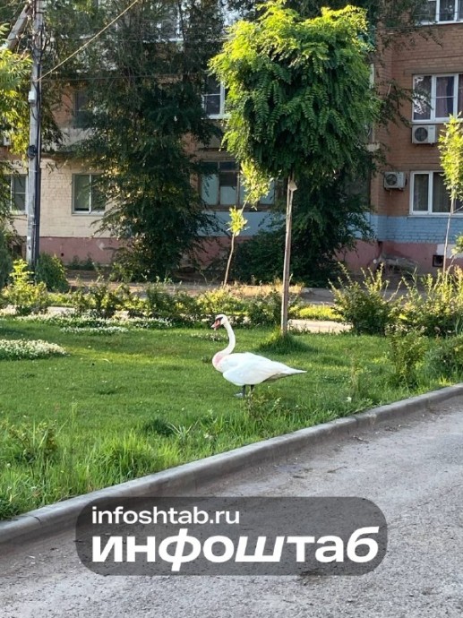 Окровавленный лебедь замечен на улице Астрахани