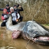 Рыбаки поймали гигантского сома и объявили себя мировыми рекордсменами